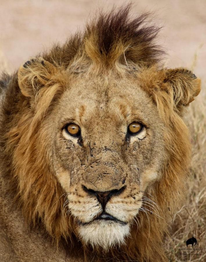 Elephant Plains Game Lodge Cagar Alam Sabi Sand Bagian luar foto