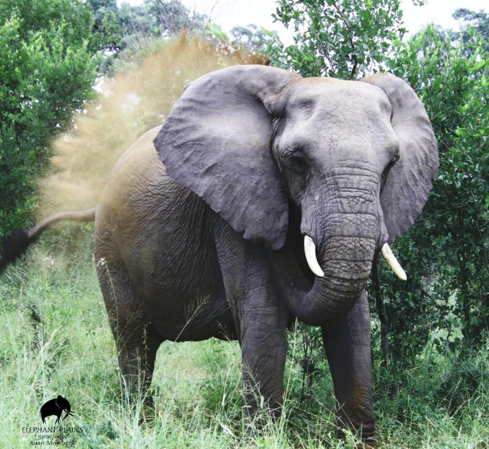 Elephant Plains Game Lodge Cagar Alam Sabi Sand Bagian luar foto