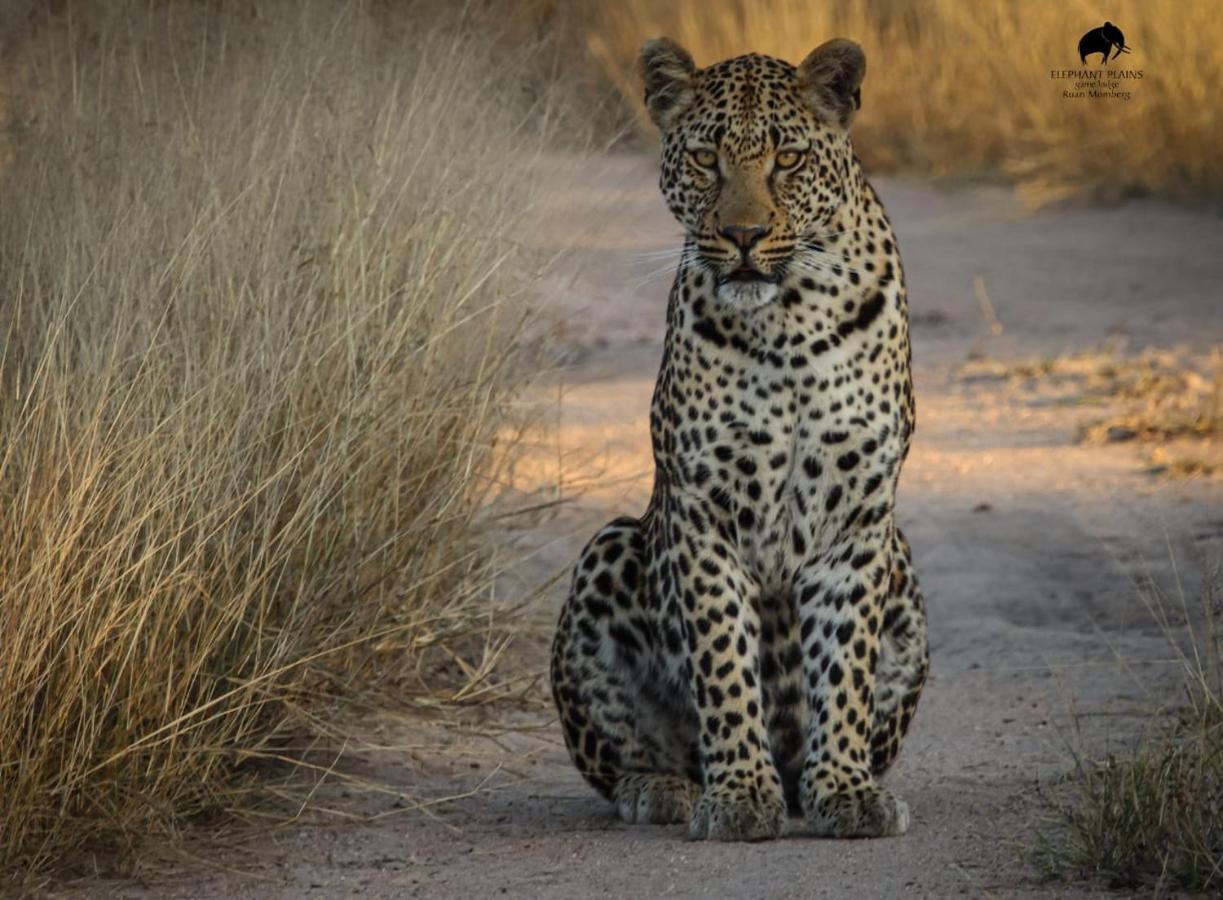 Elephant Plains Game Lodge Cagar Alam Sabi Sand Bagian luar foto