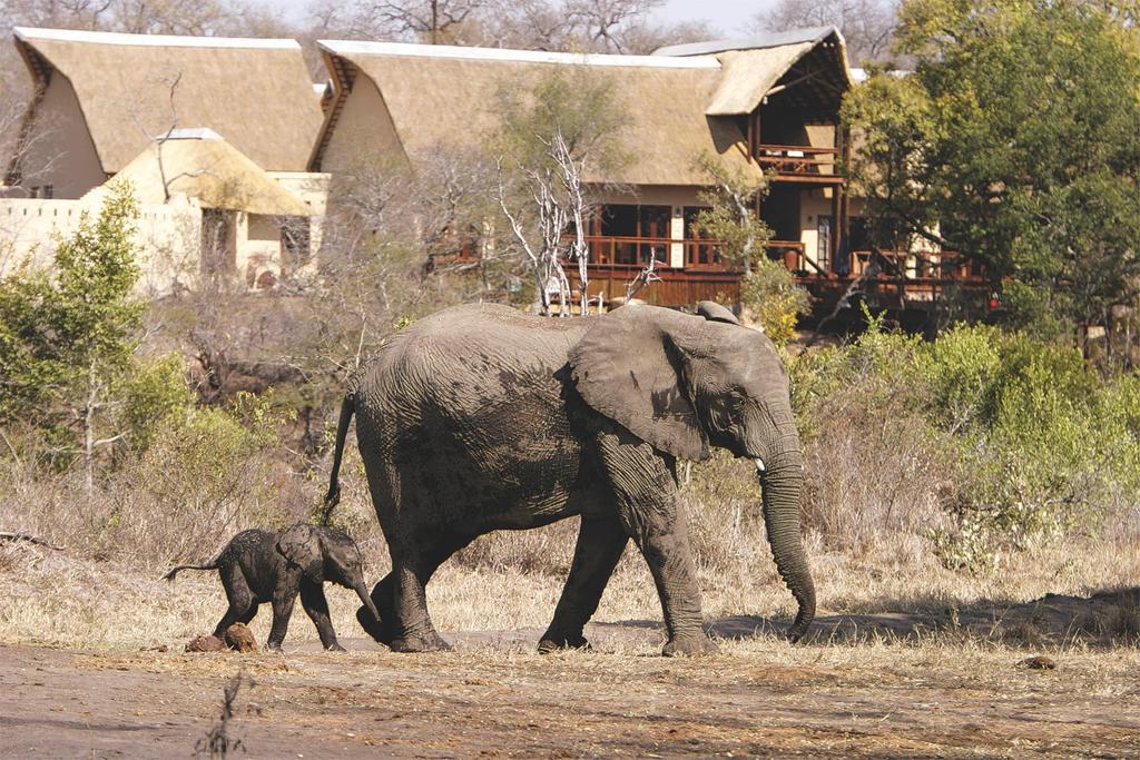 Elephant Plains Game Lodge Cagar Alam Sabi Sand Bagian luar foto